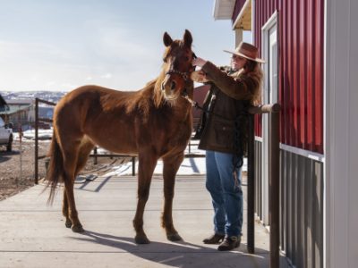 Horse Trailer Rental: Key Tips Before You Rent